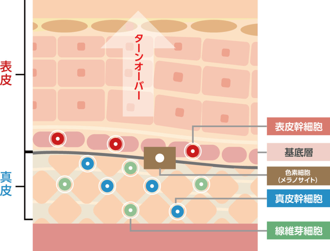 ターンオーバー解説図